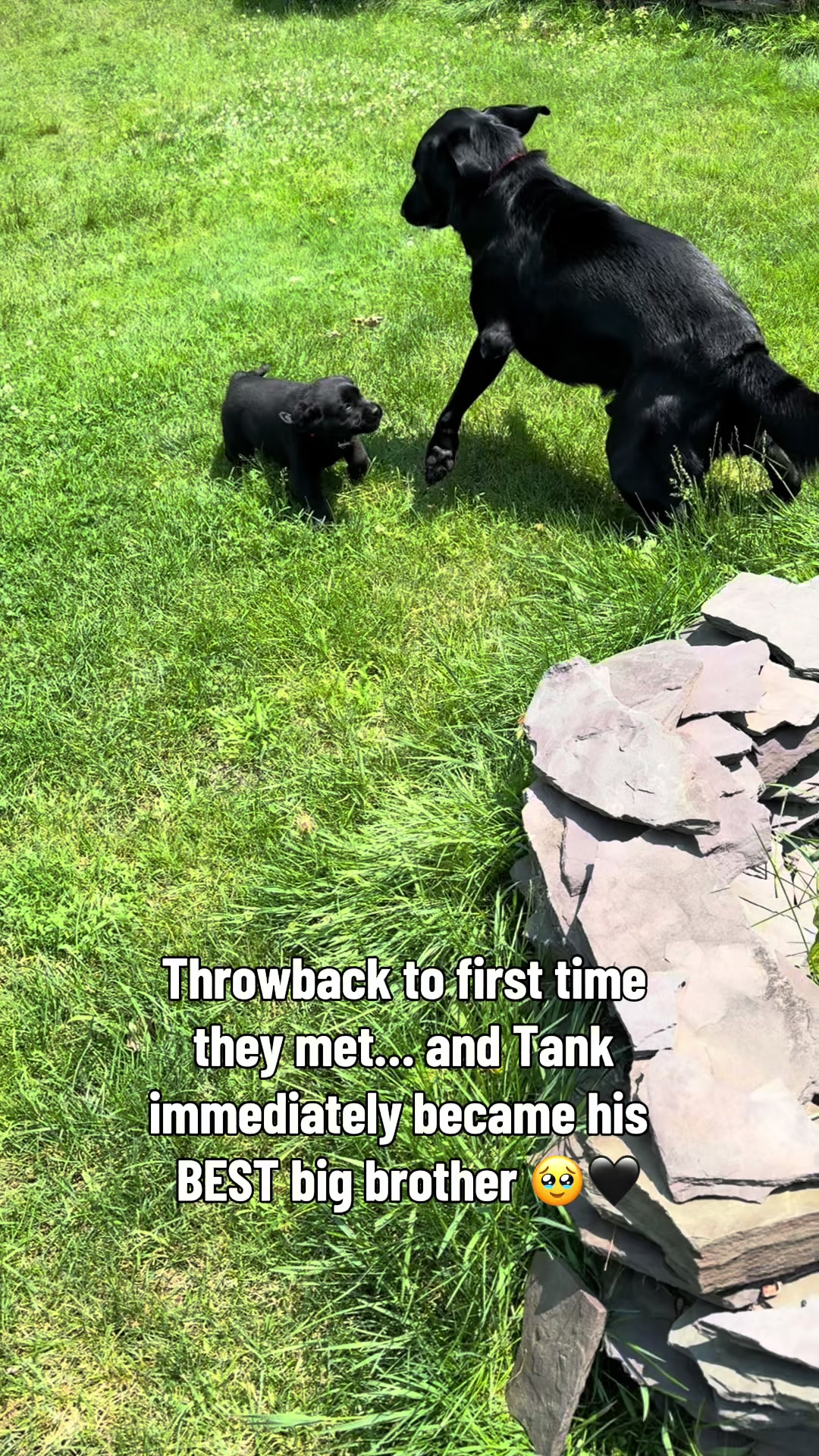 @DennisTheBlackLab