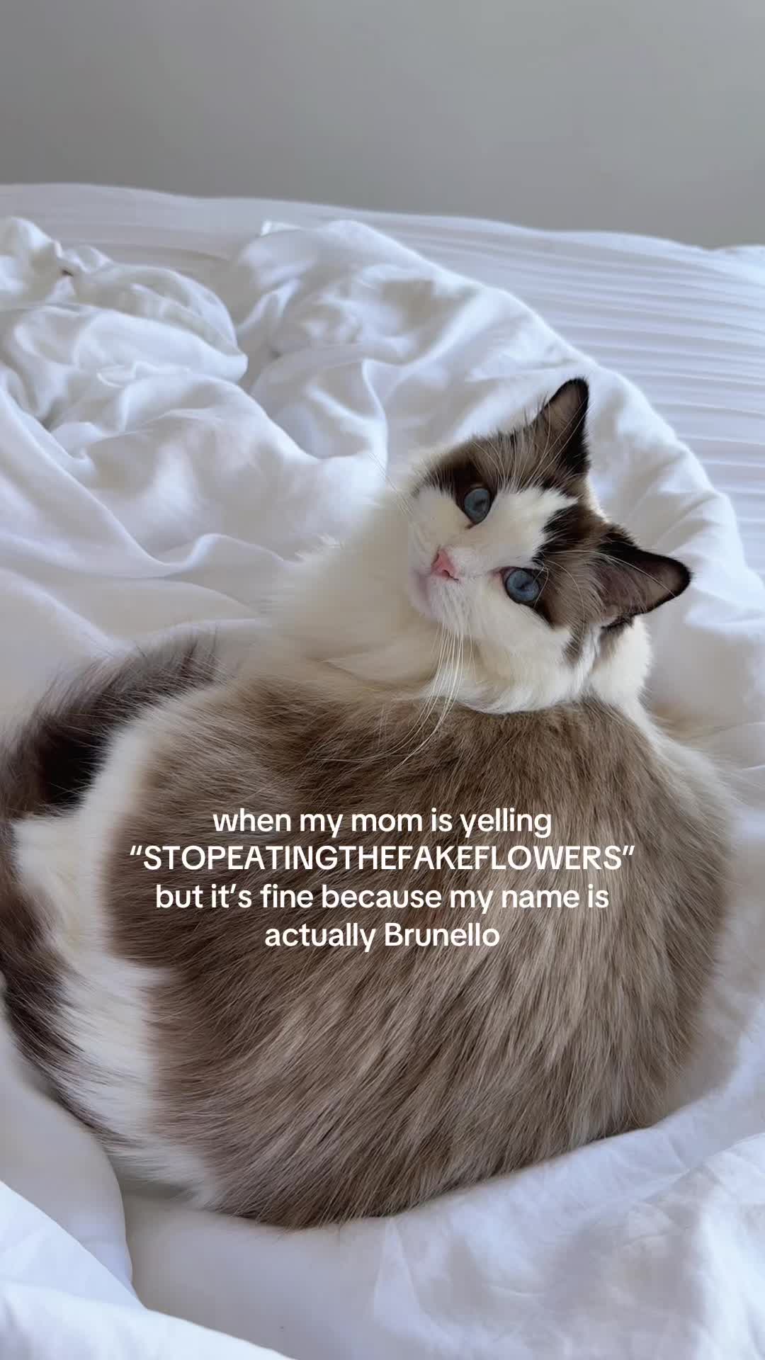 @veronica