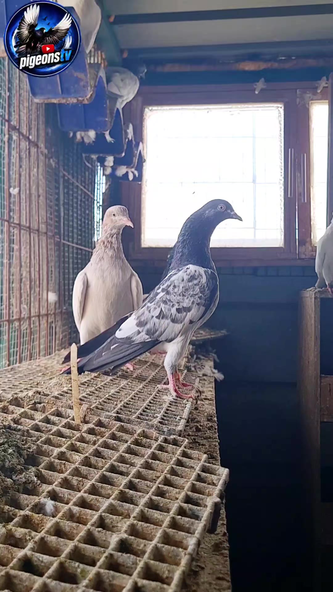 @Pigeons Tv