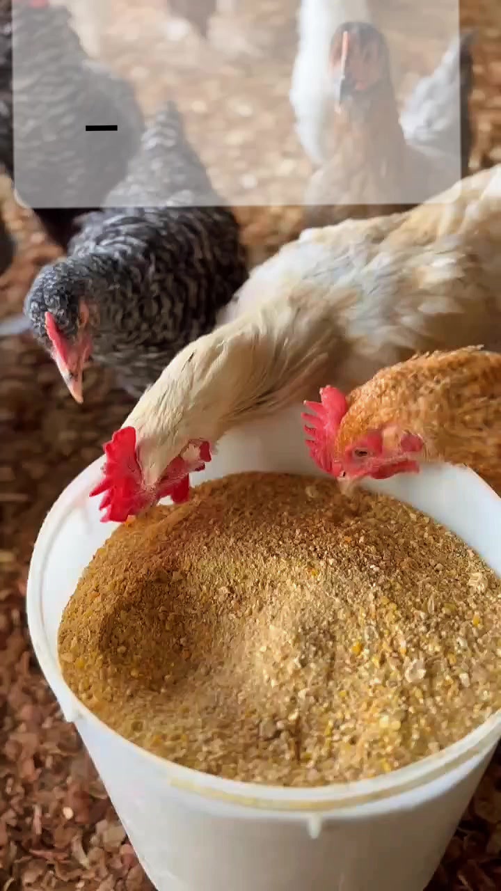 @NDIAYE-BREEDING 🐔