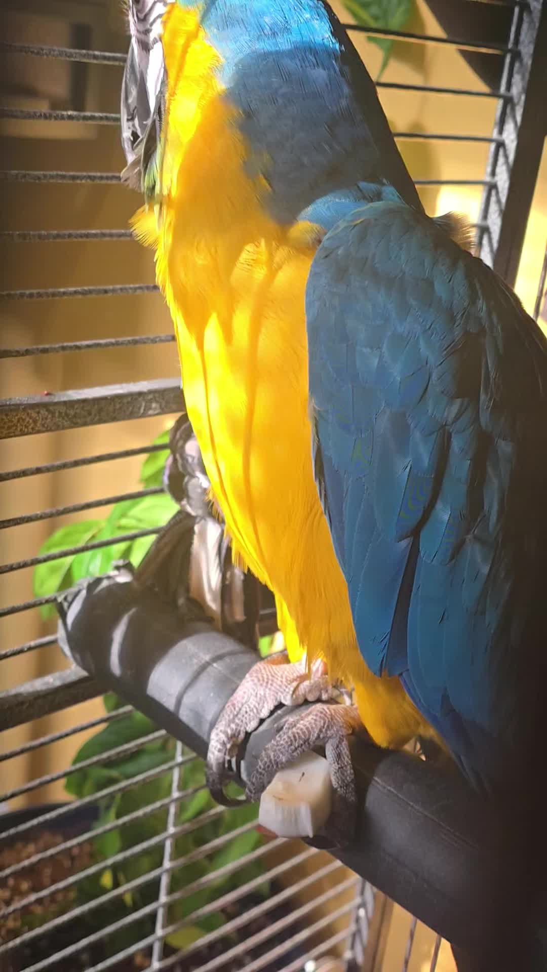 @🕴🏻Heisenbird🐦