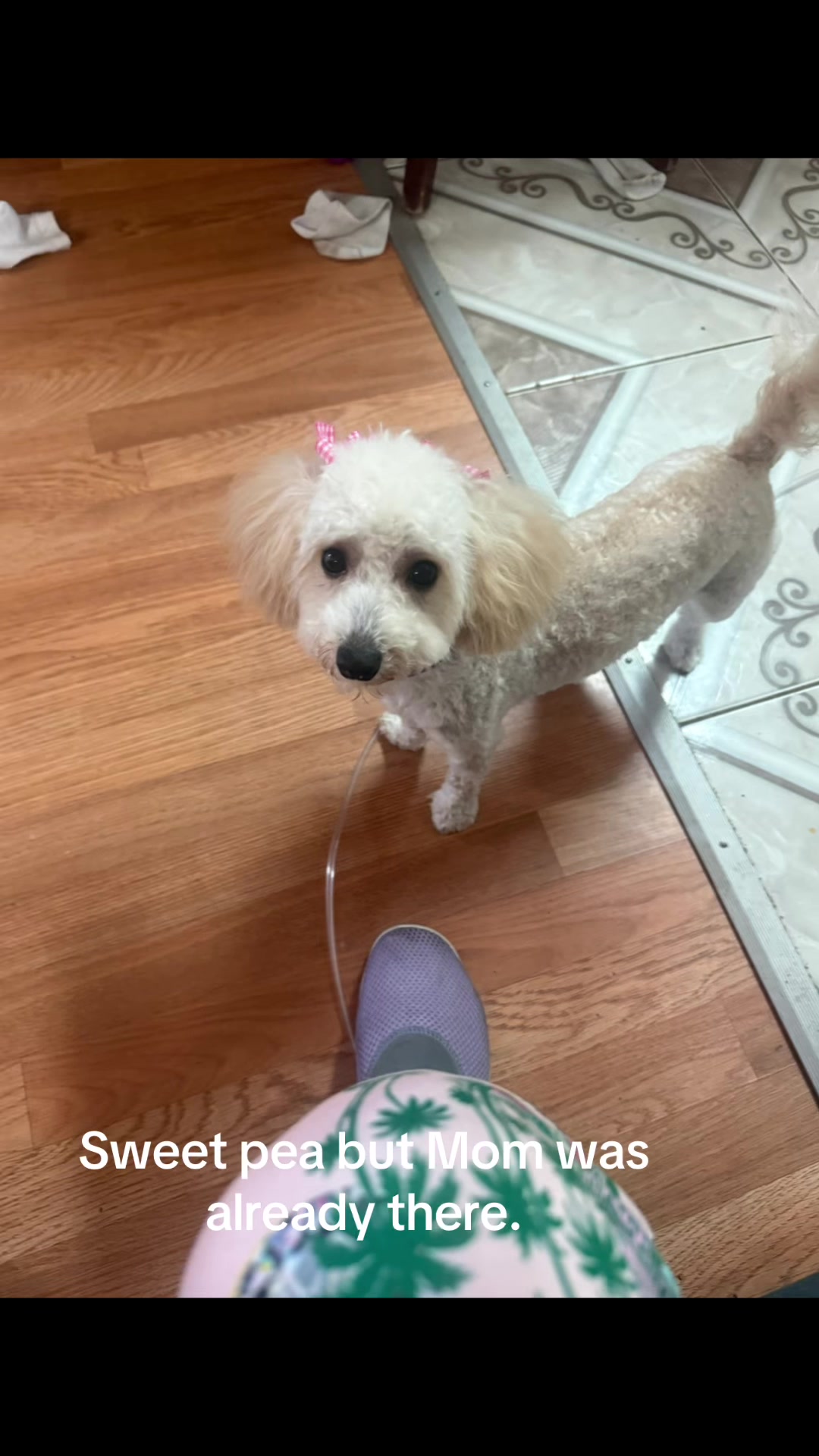 @granniespartyanimals