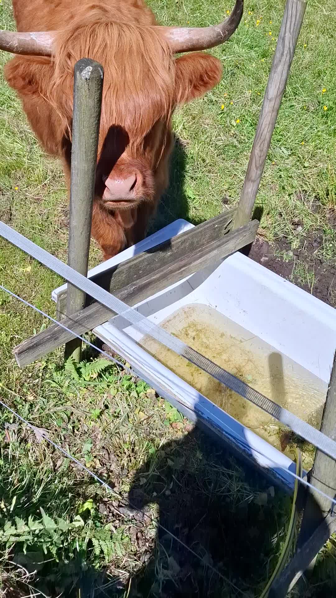@Highland.Bull