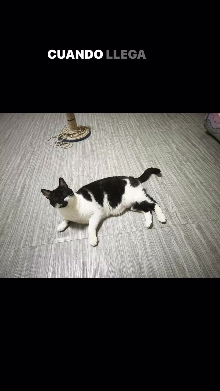 @Pinky😸&Zoe 😸& ApoloCat 😻