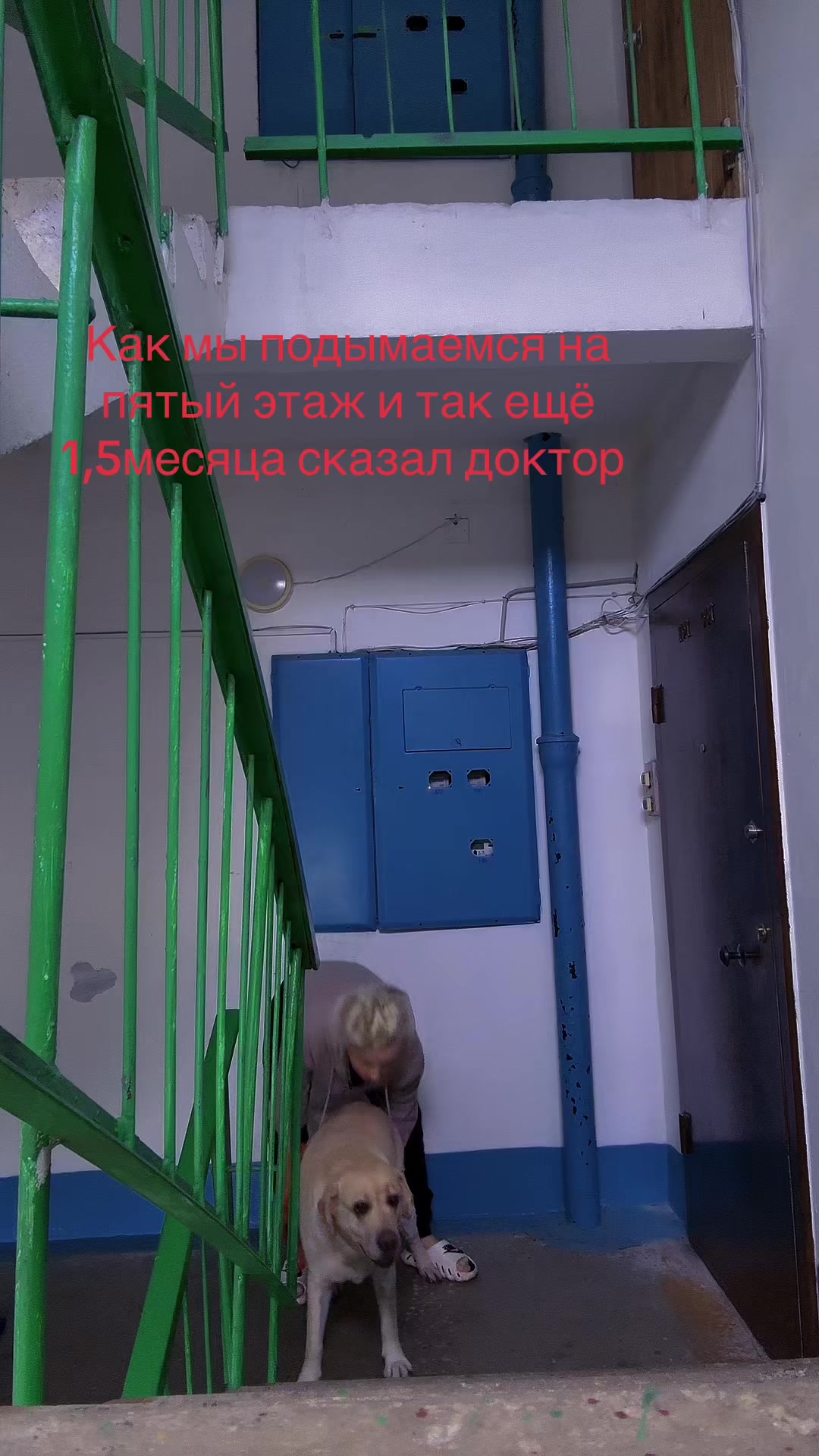 @Лабрадор Тесла и Света