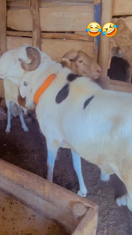 @LE BERGER☘️ÉLEVER💦🥰🇨🇮🇲🇱