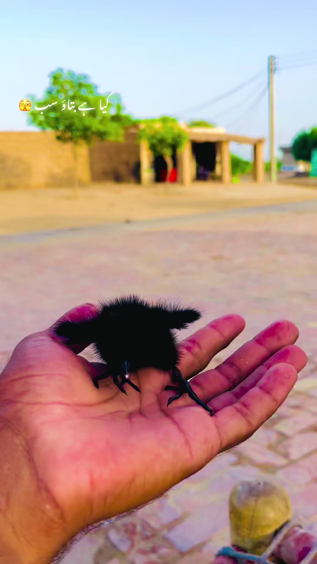 @🌾میں۔ میرا۔ پنڈ🎋