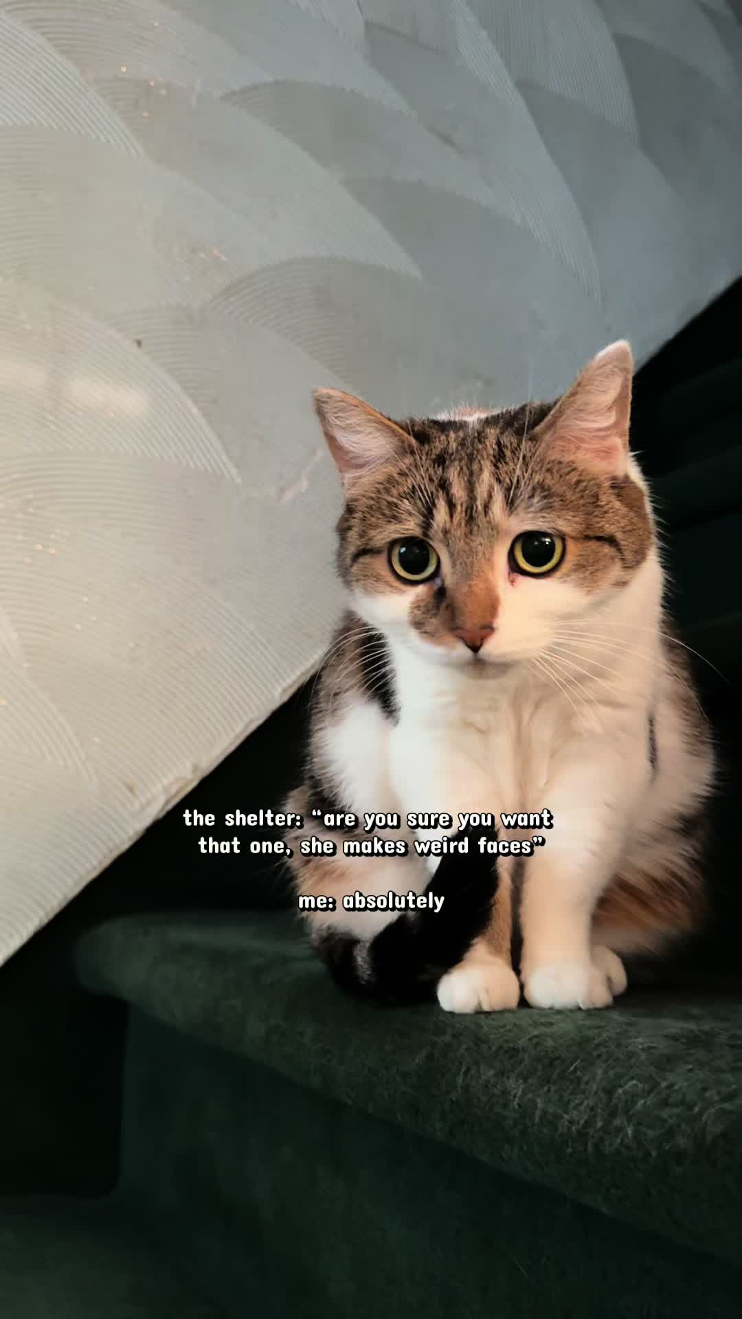 @Suki Purrs