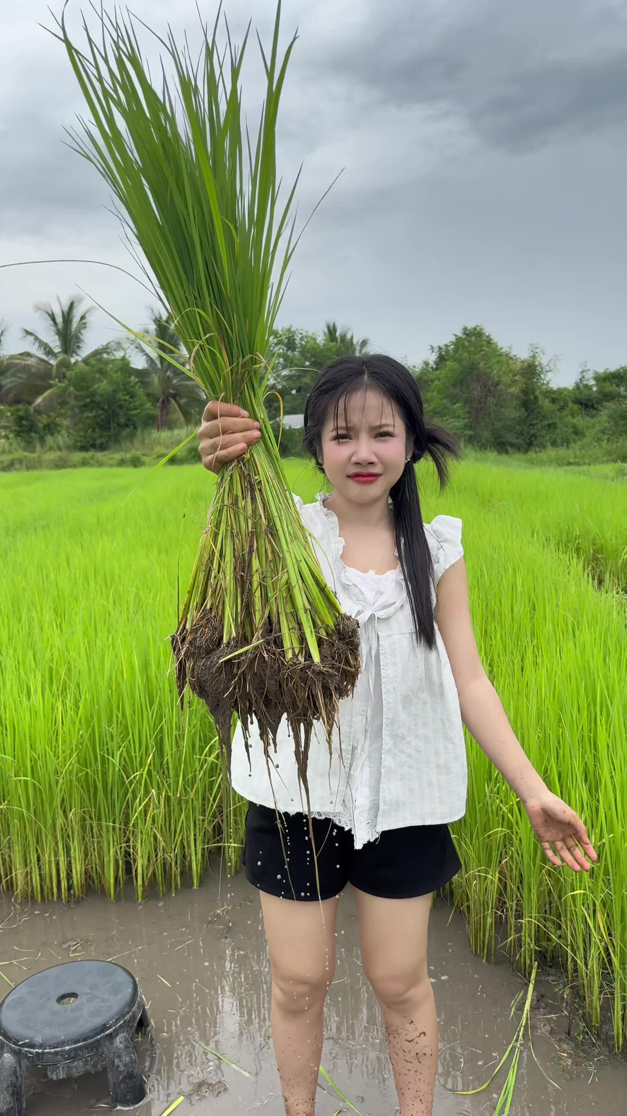 @ดาลีนดา ( 2.5M )