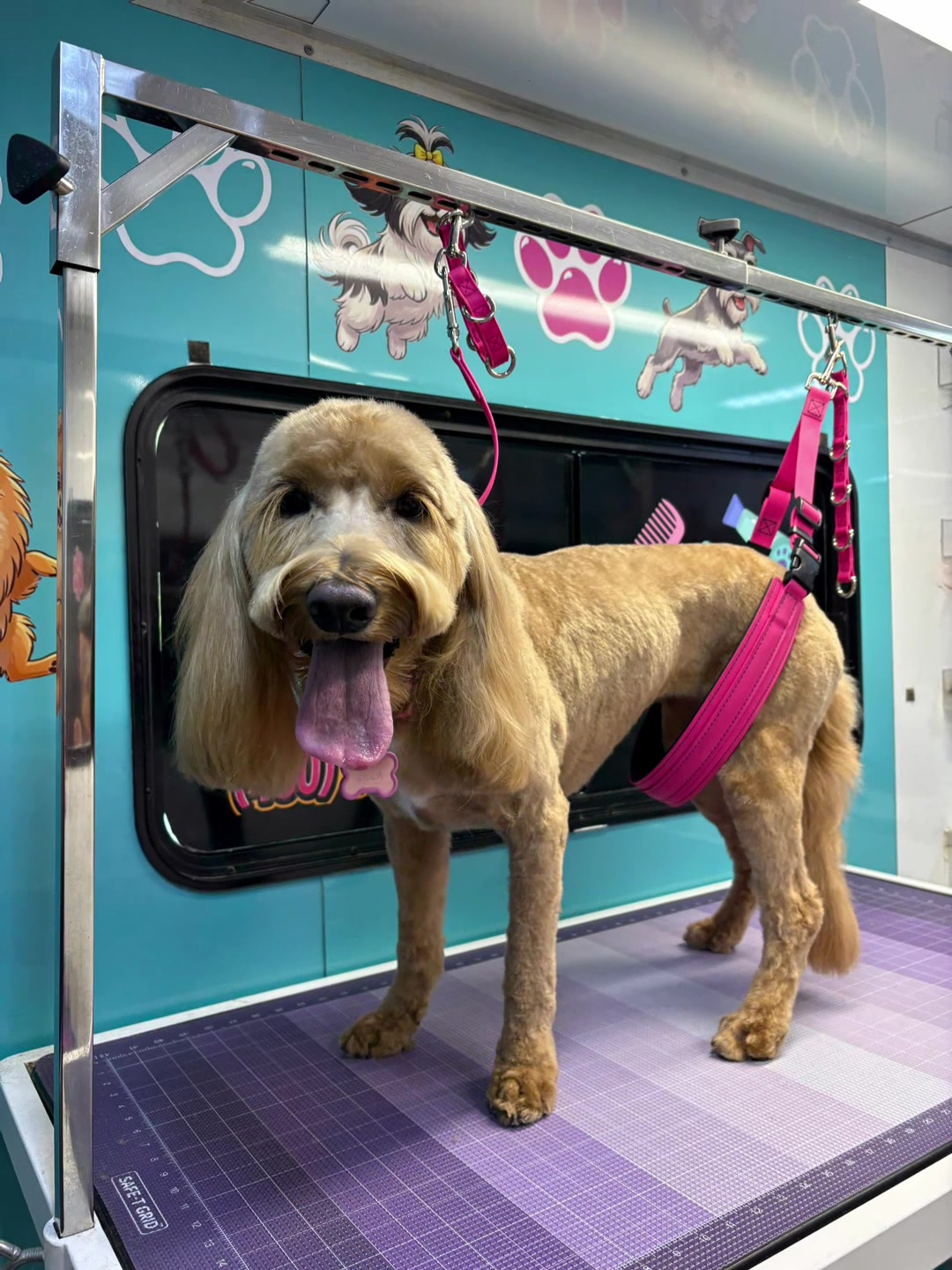 @Vivismobiledoggrooming