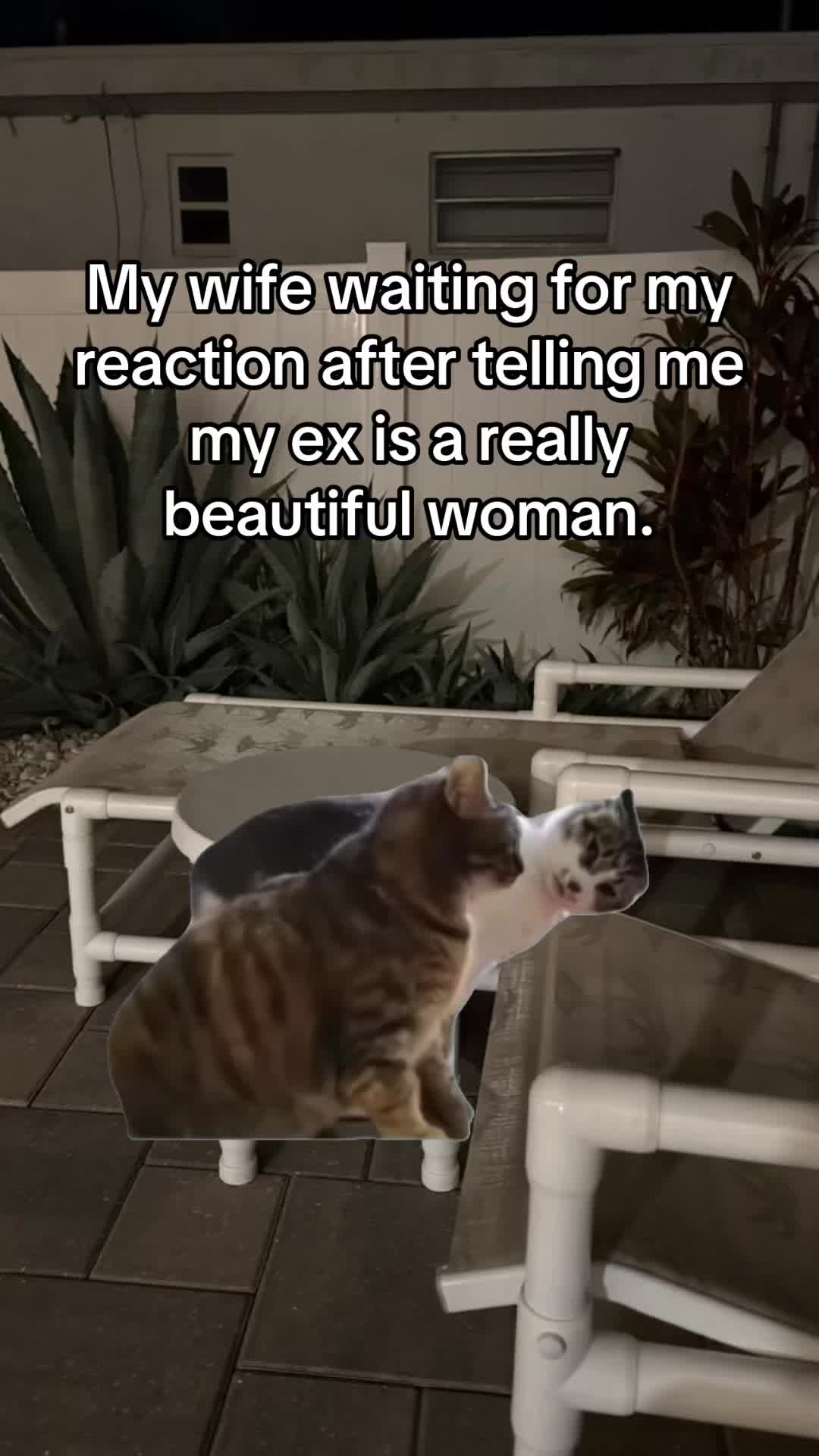 @Canis_200