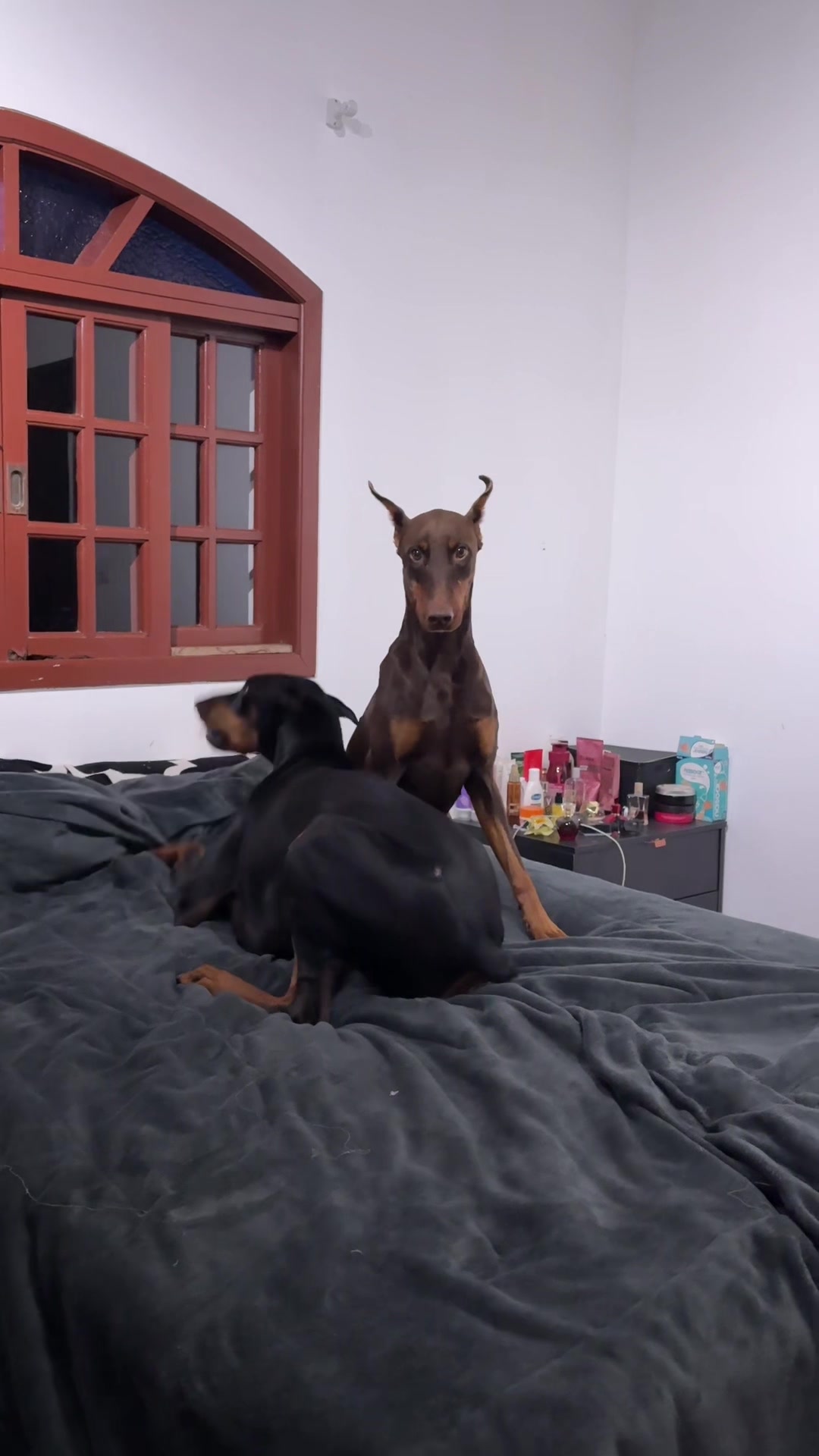 @Ravena e Venom, os Dobermans
