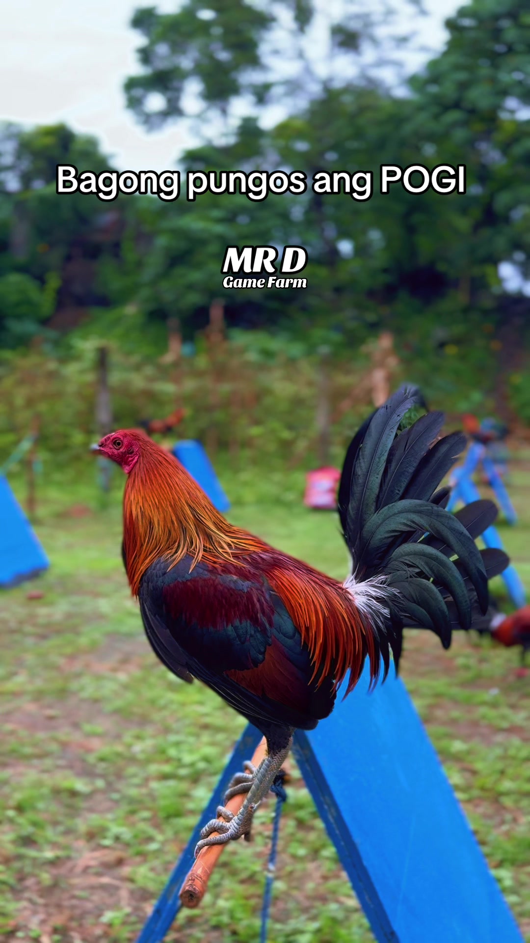 @MR D Game Farm