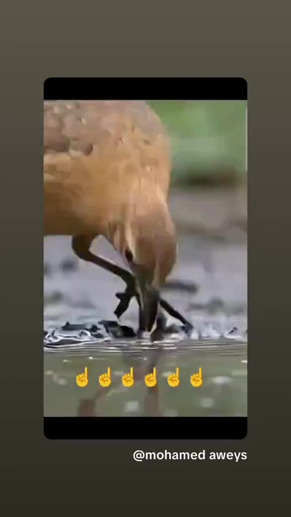 @مراح ابو يزيد الضان القبرص