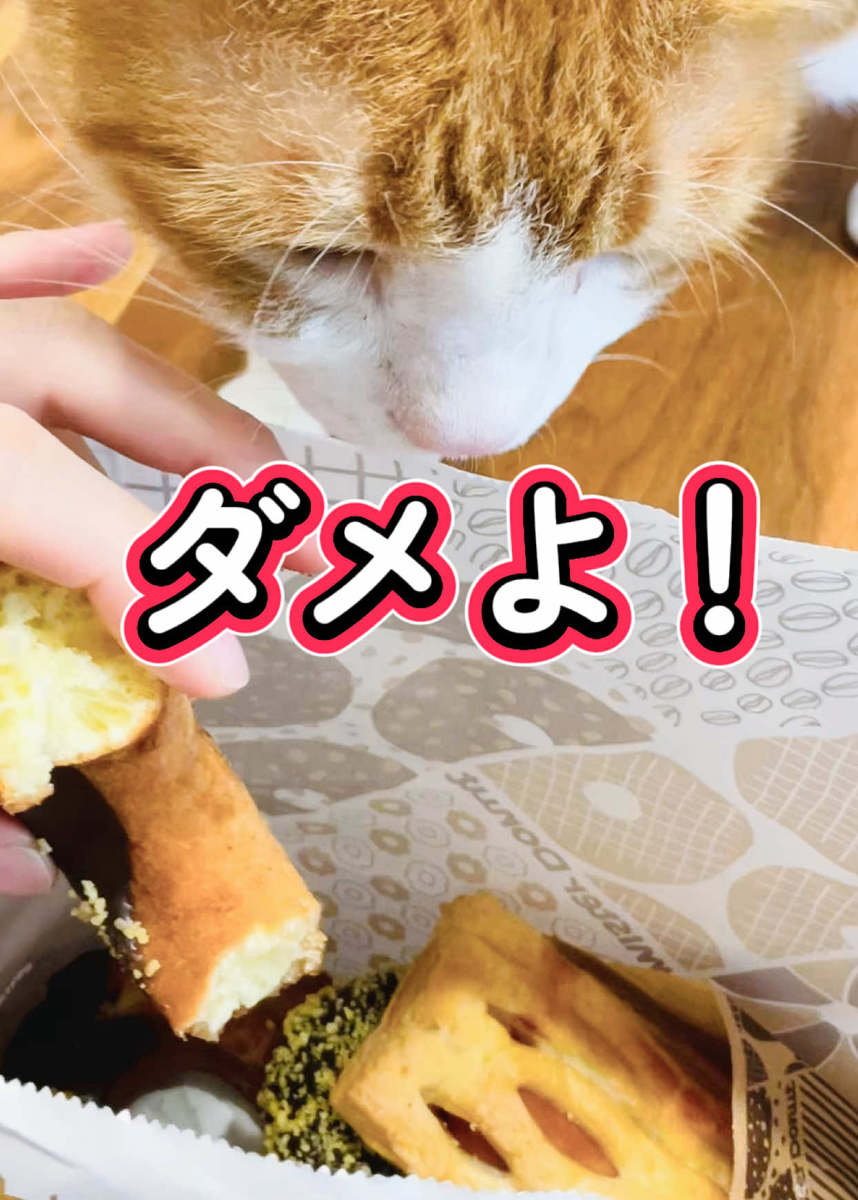 @みーこchannel