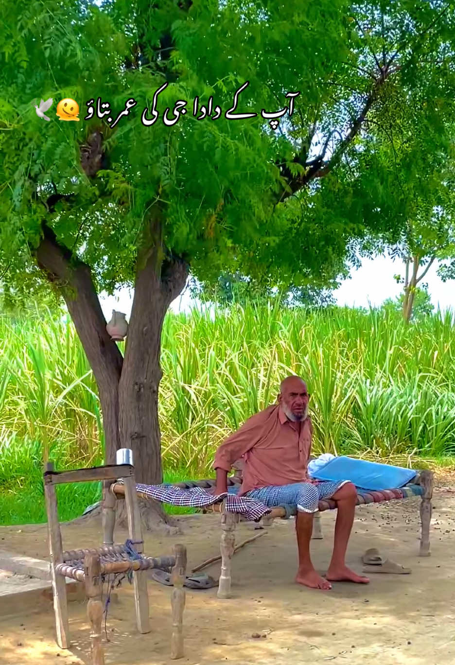@🌱اویس میئو😎