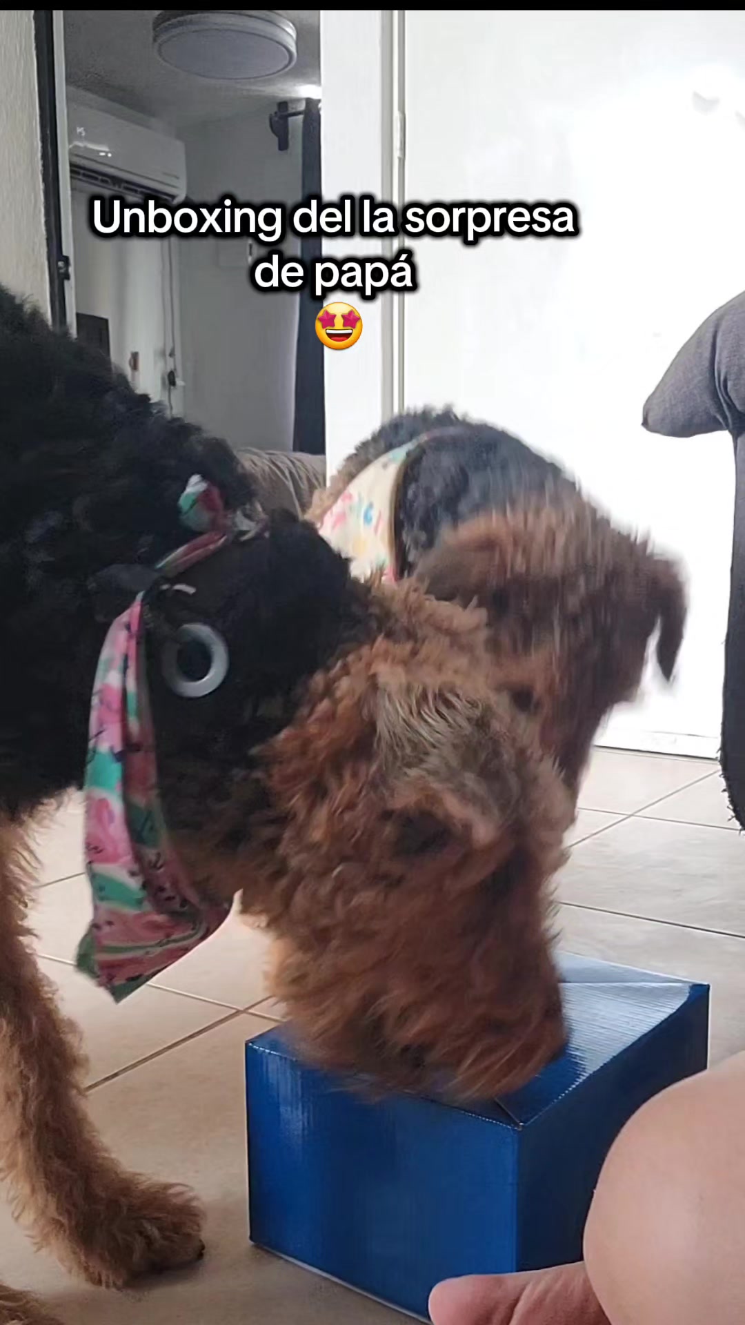 @Trufa Y M&aacute;ximo🐾Airedales