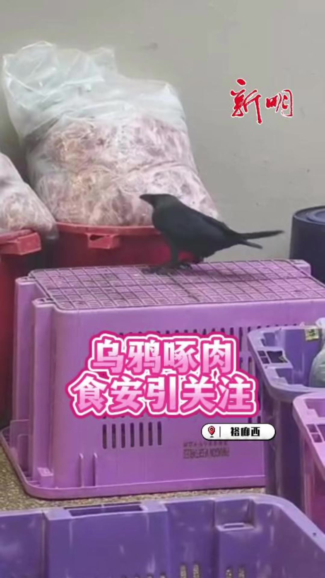 @新明日报