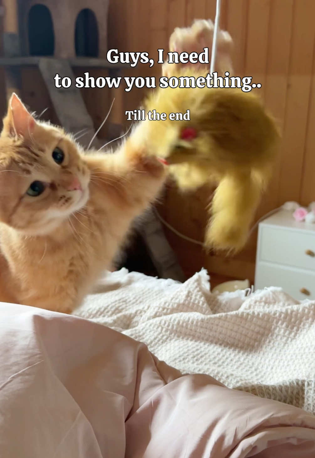 @MyStrayCheese