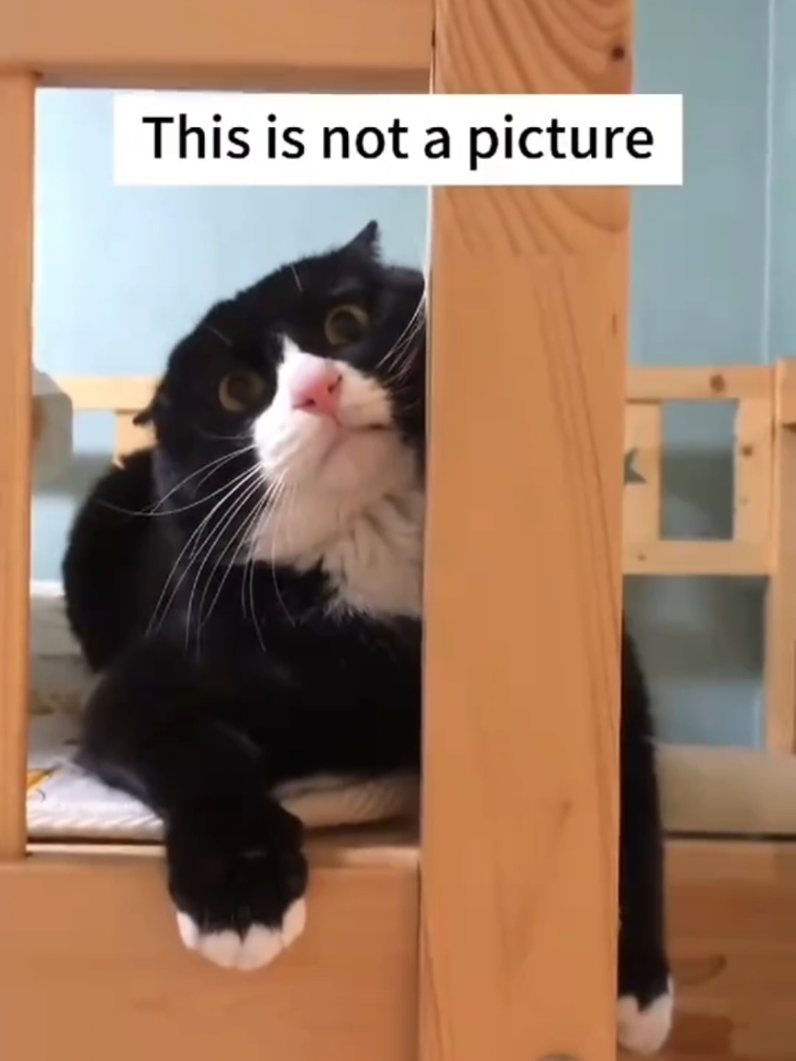 @Paw Pet