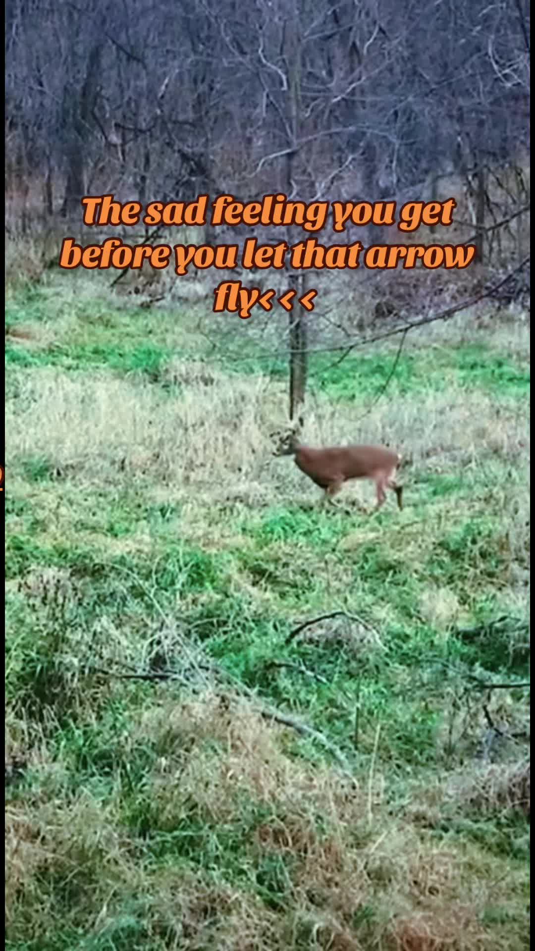 @🦌 Megabucks Outdoors 🦌