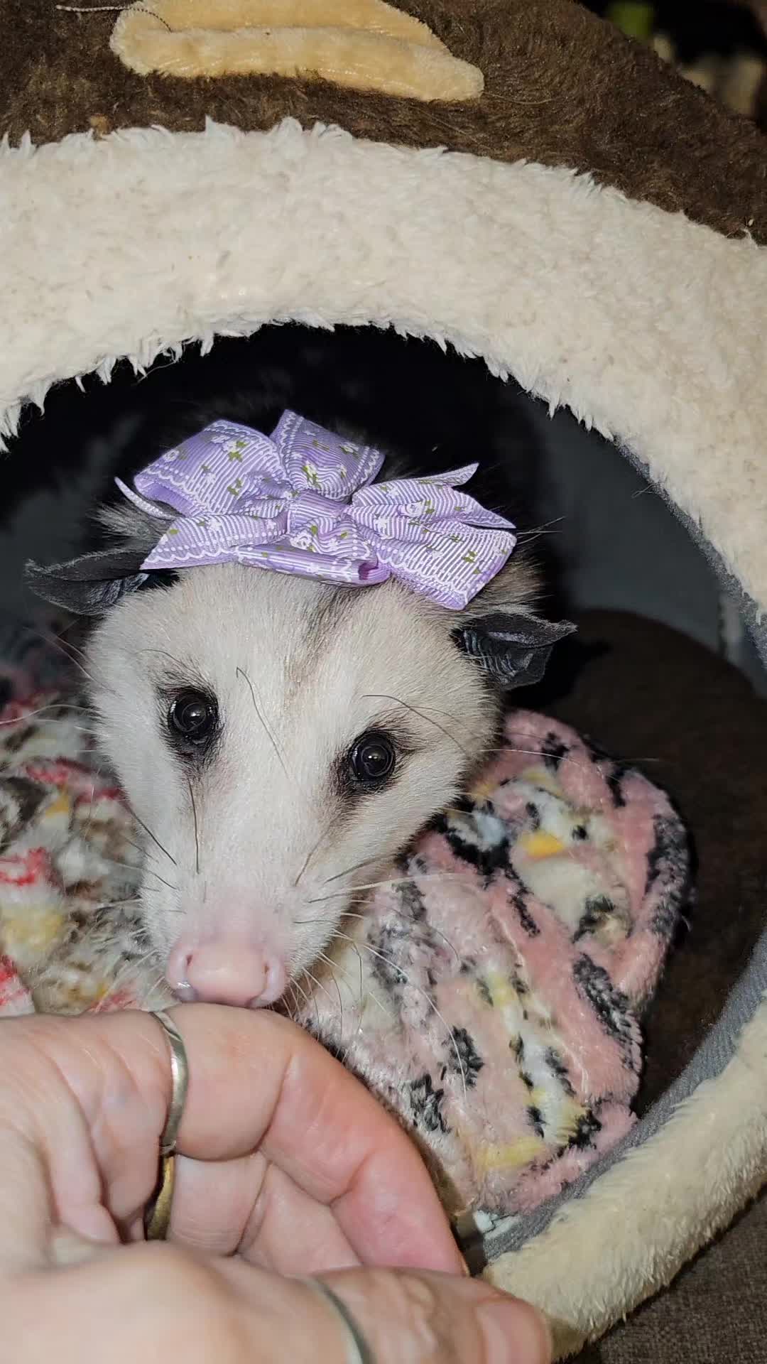 @OPOSSUMDAWGMOM