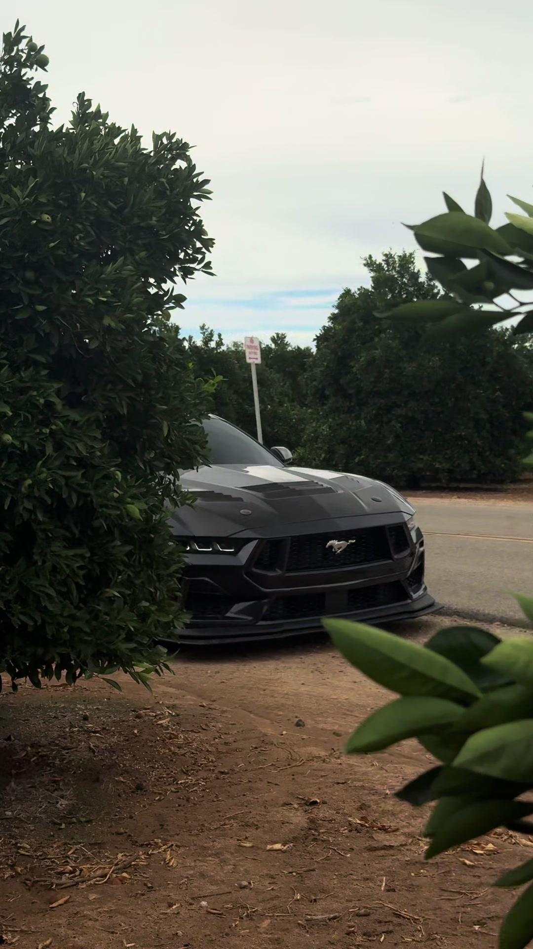 @alt_pony