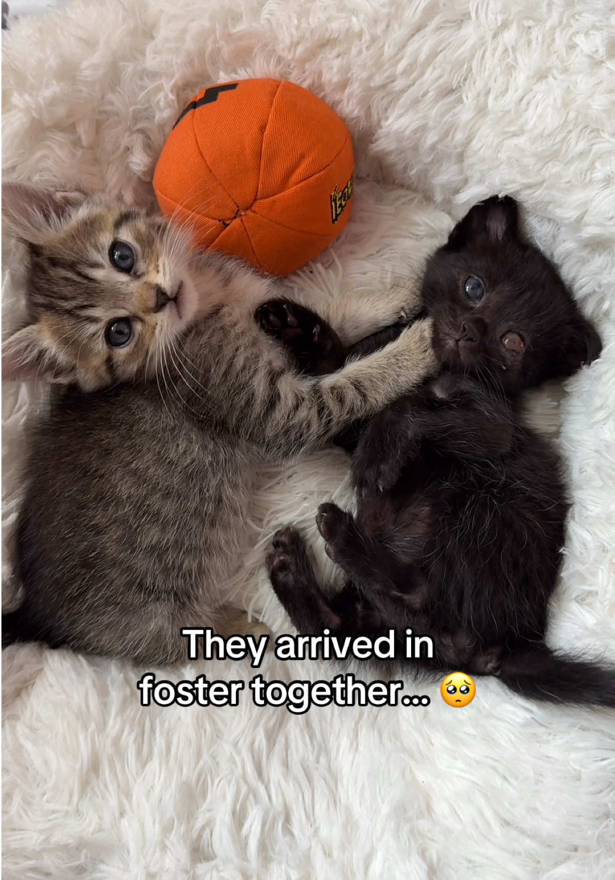 @Frankies_Fosters