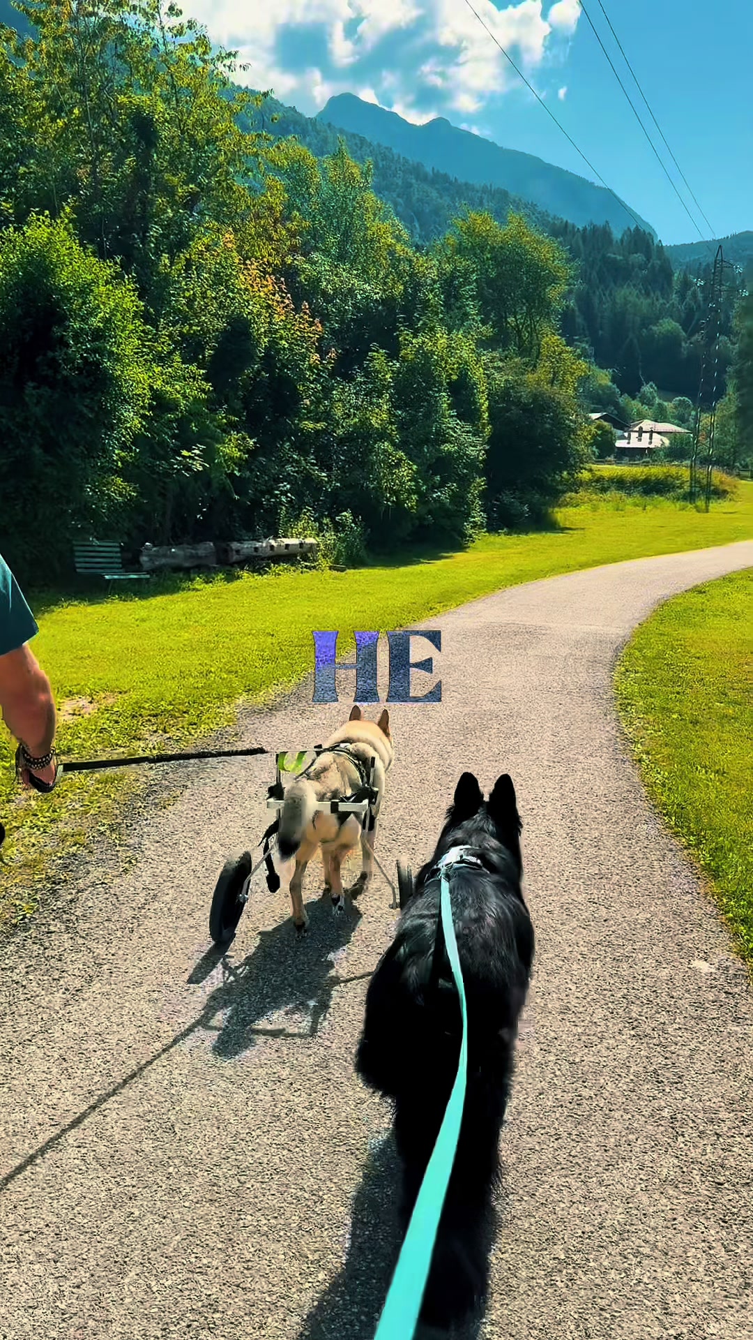 @WalkingWolf