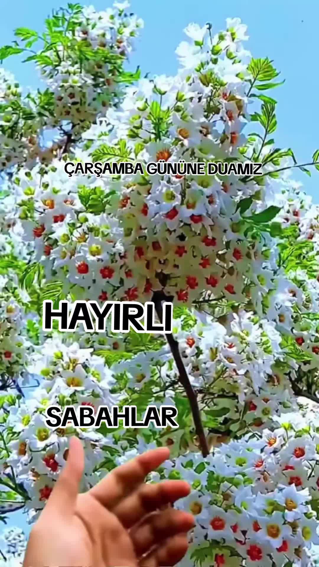 @FİKRET &Ccedil;ELİK