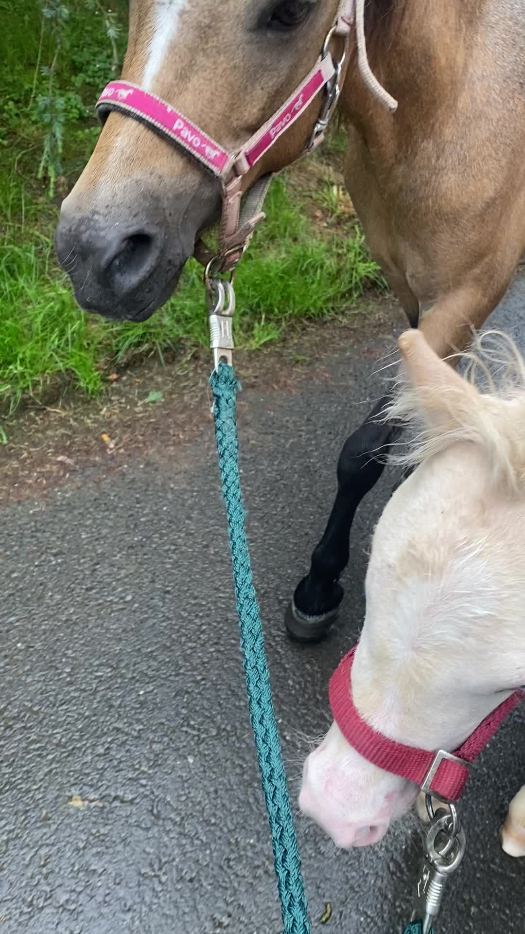 @Sarah and her Ponys and dogs