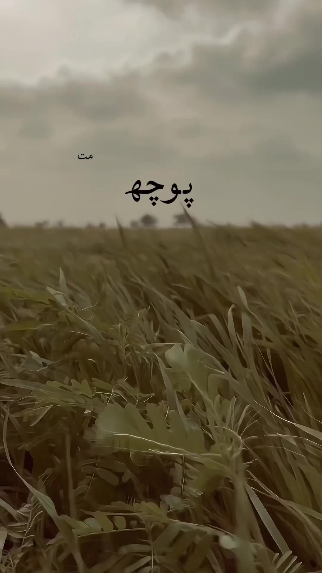 @Shobi 🕊