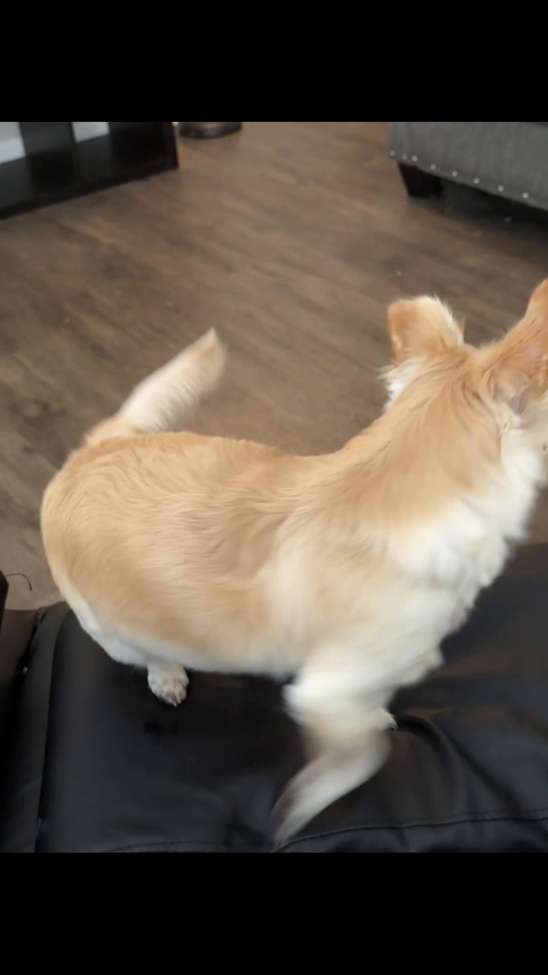 @🐕🐾MayaTheChihuahua🐾🐕