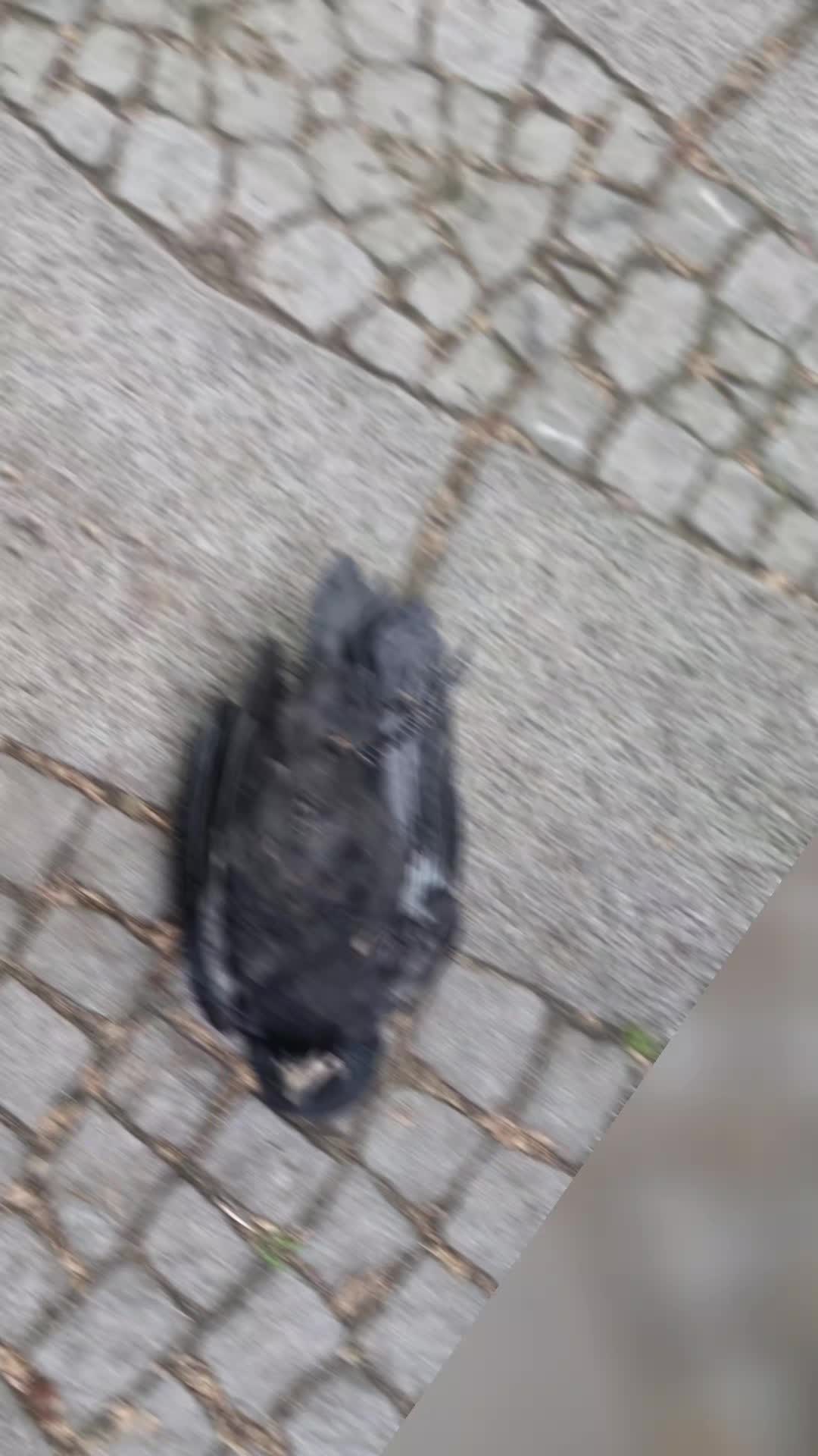 @Flügel & Freunde