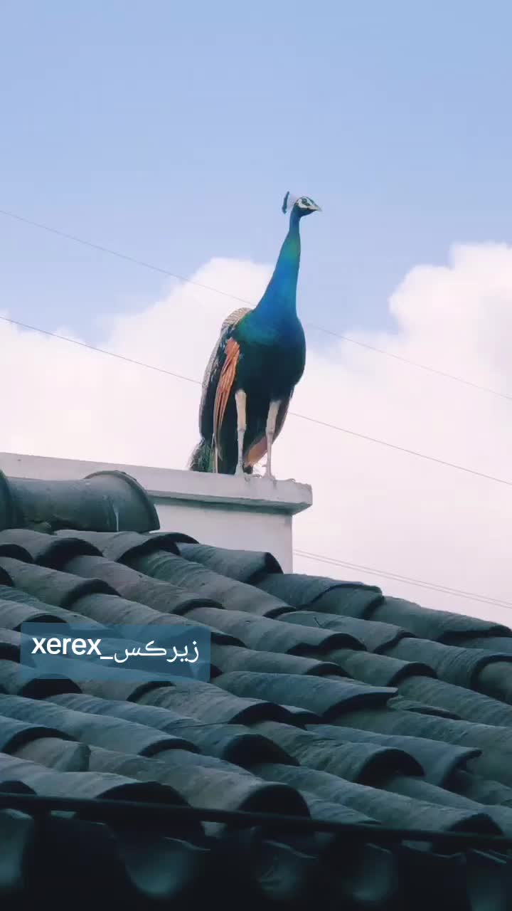 @زيرڪس_xerex