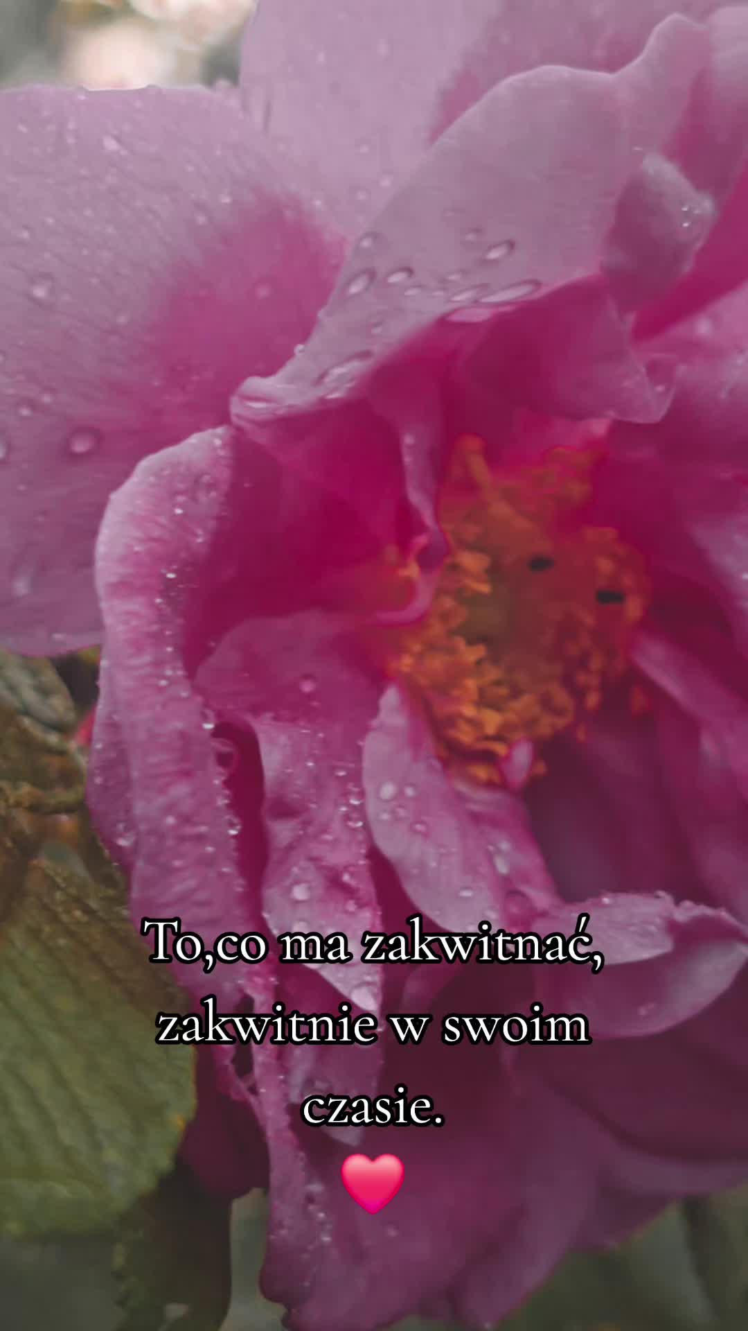 @Liśćpędziwiatr
