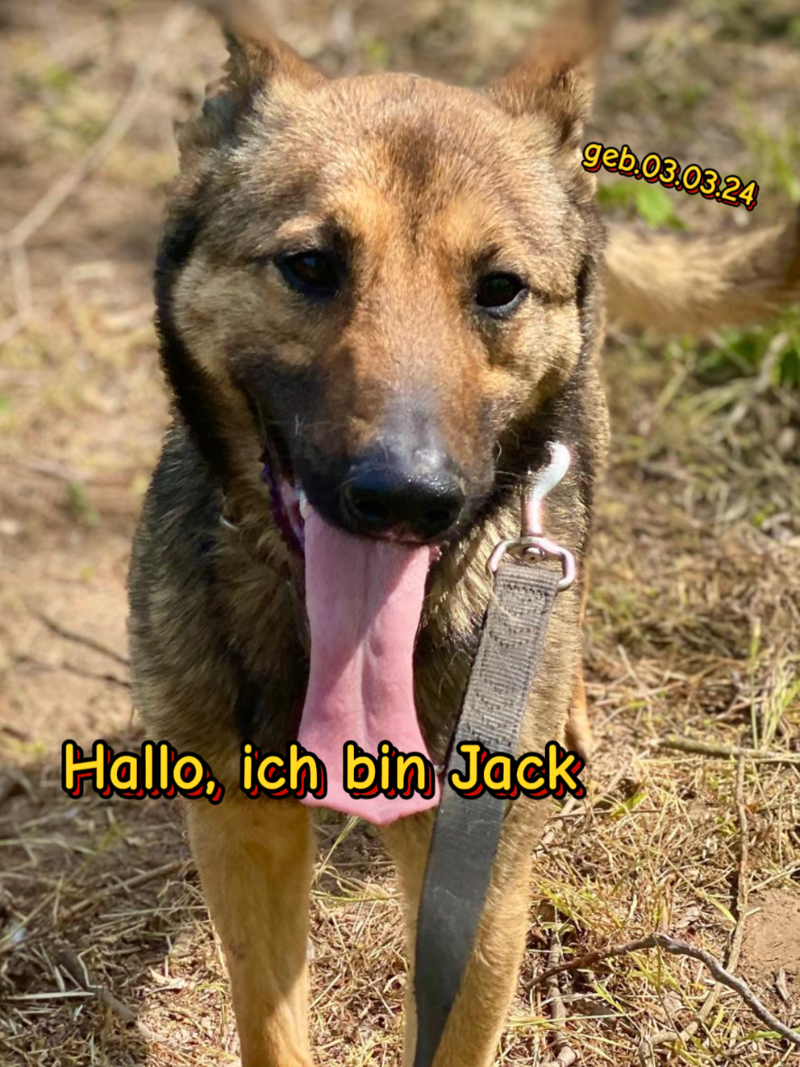 @Hundehilfe Bakony e.V.