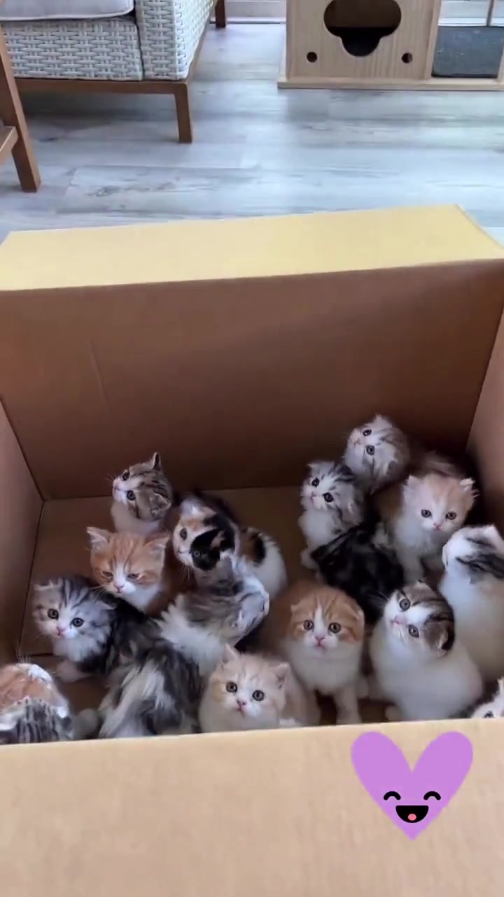 @FurFunDaily