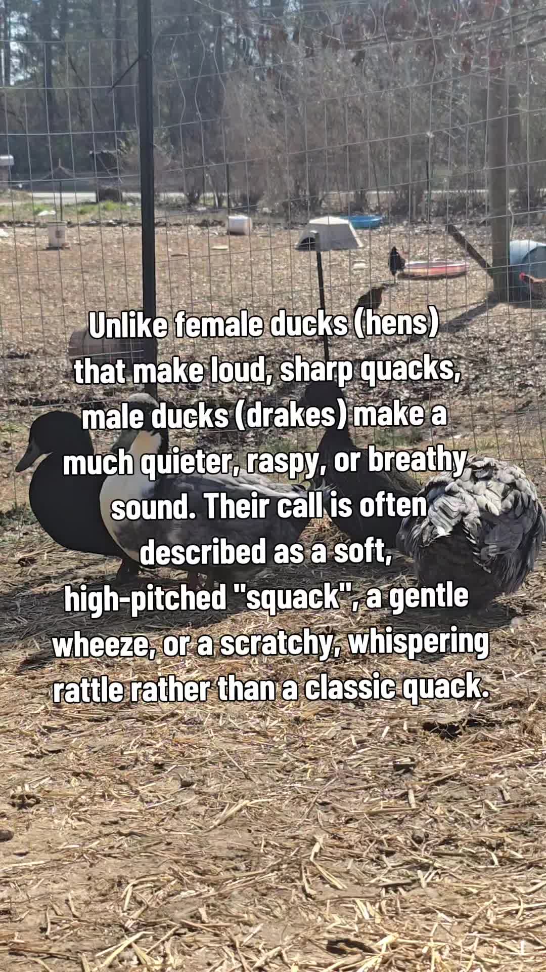 @Skeletonsonbeaverpond❌️🦆☠️
