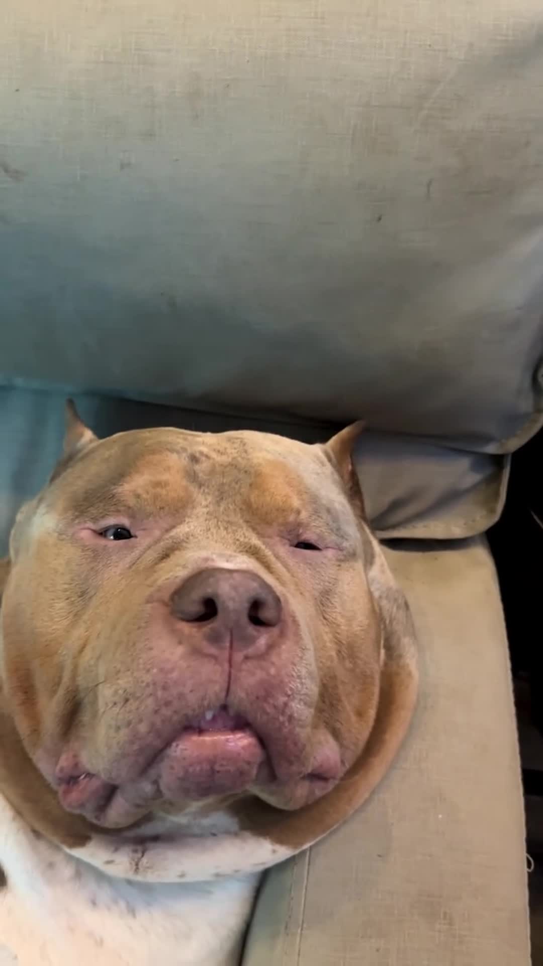 @PawblemsDaily