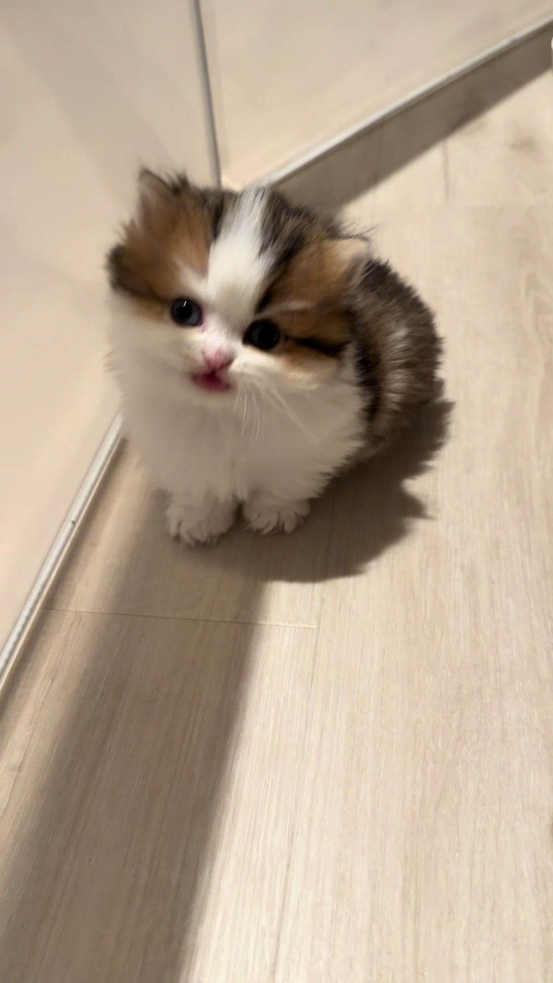 @tinyfoldmunchkin