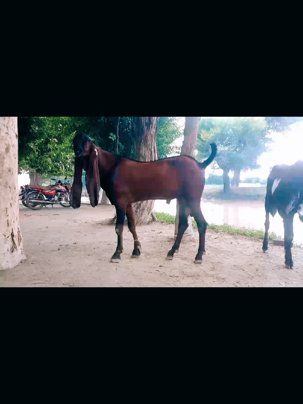 @Babu Pathan Goat Farm