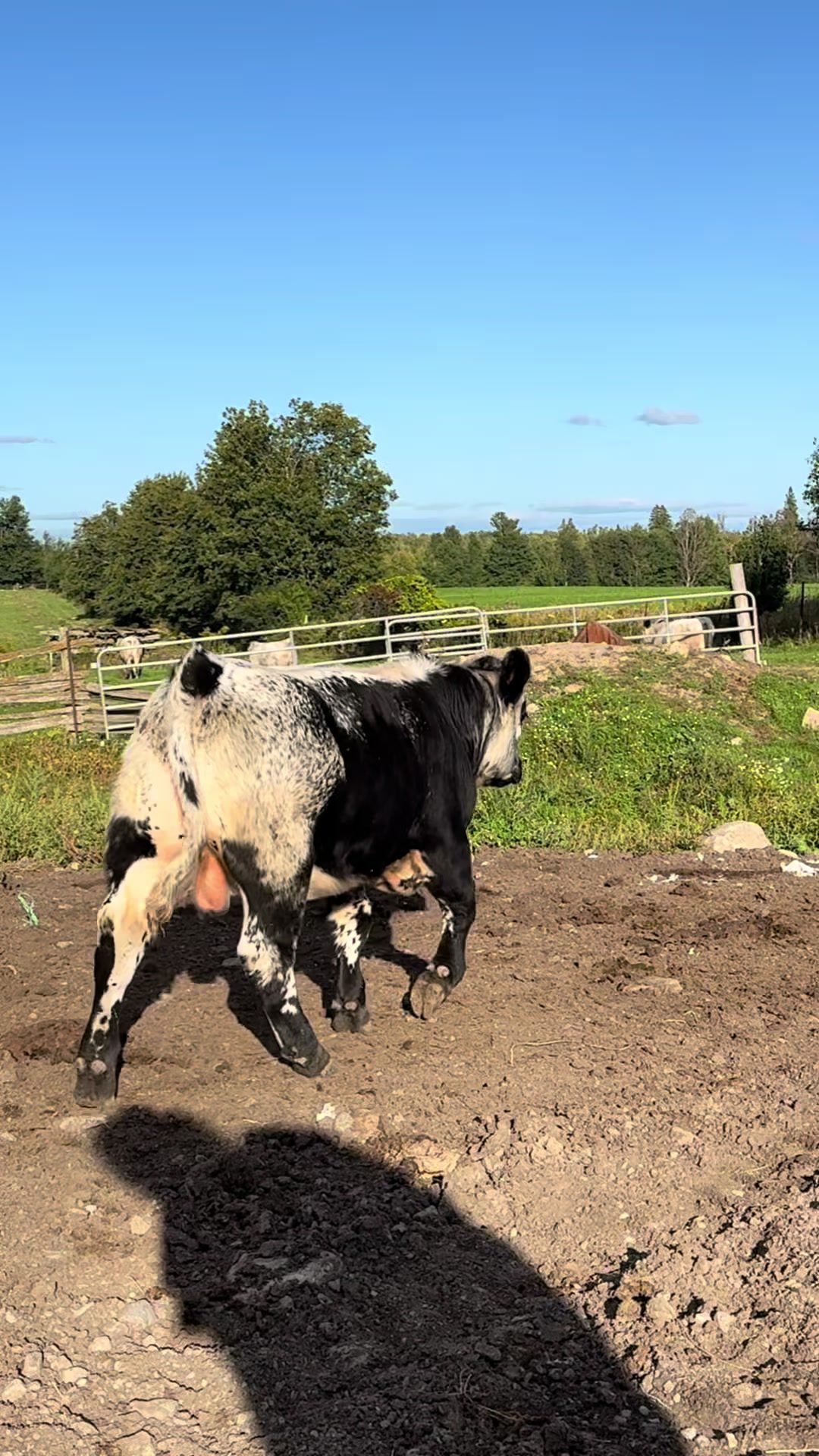 @Speckle Park Cattle