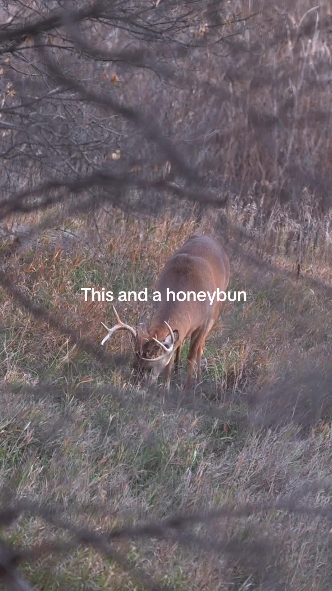 @Moultrie