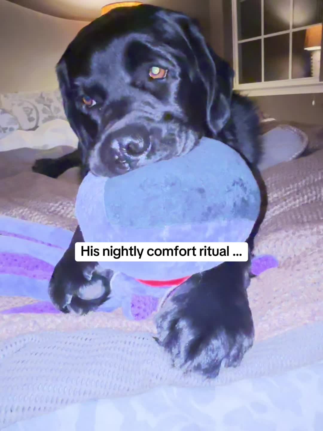 @Bentley and Buster Boo๐พ