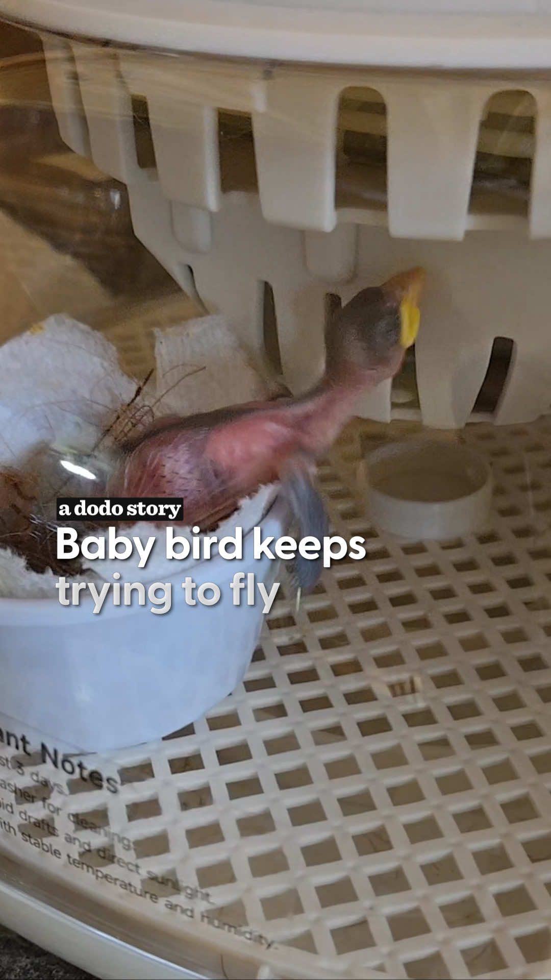 @The Dodo