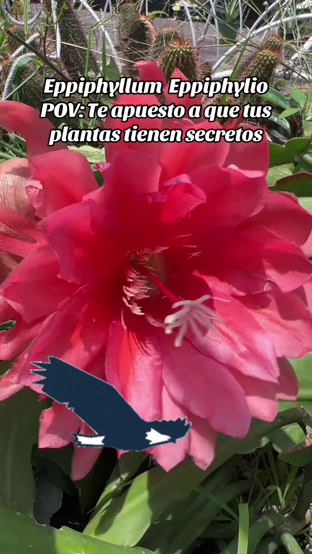 @Maria succulents 🕊️🐚