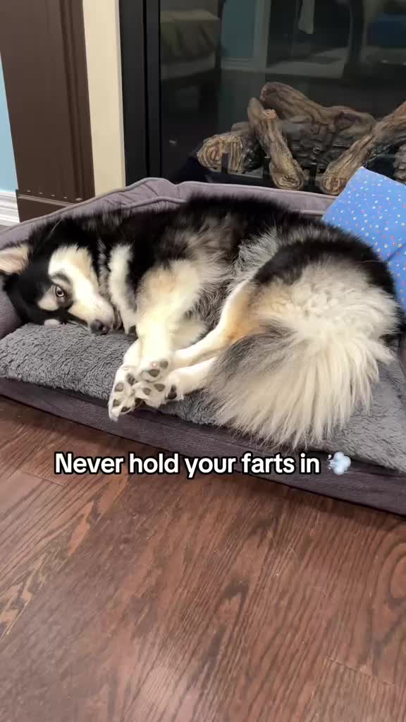 @Zeus the Pomsky🐾
