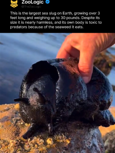 @ZooLogic