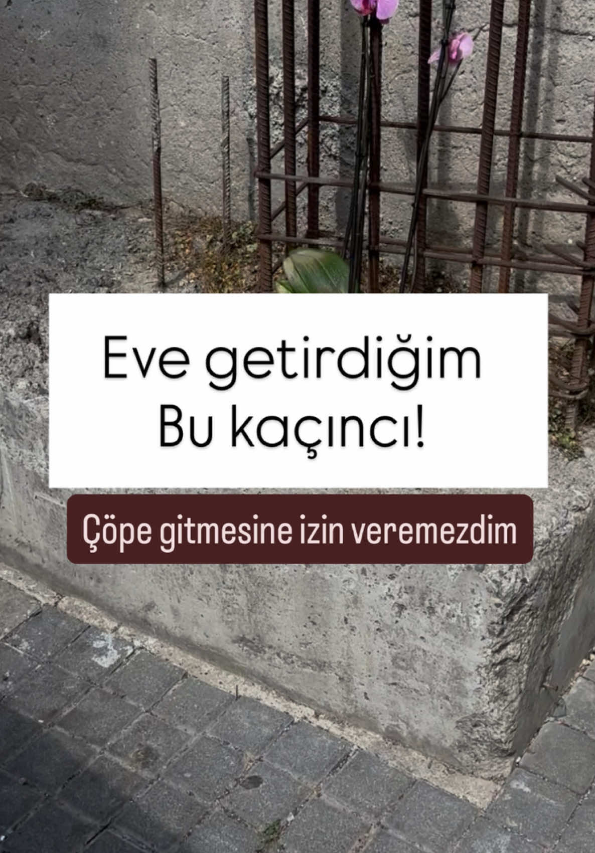 @yesillihanm